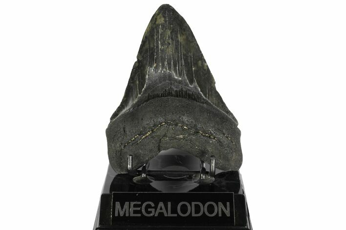 Fossil Megalodon Tooth - Georgia #144297